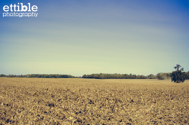 Empty Field